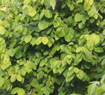 Cherimoya leaves