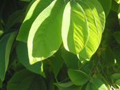 Cherimoya leaf
