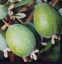 Feijoa or pineapple guava